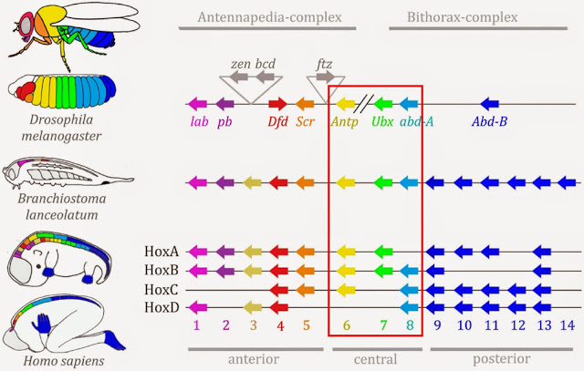 Hox_Evolution_central_old