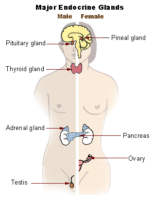 Illu_endocrine_system_New